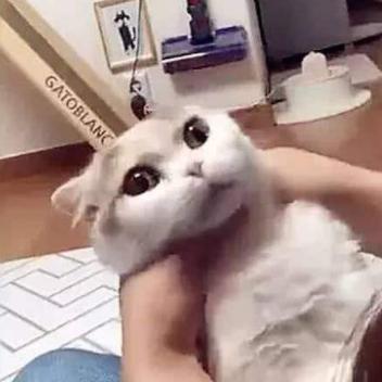 忘记呼吸的猫，最新观察揭秘