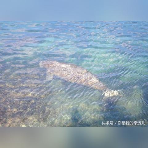 深海搁浅揭秘未知海域，人类未曾触及的宝藏世界
