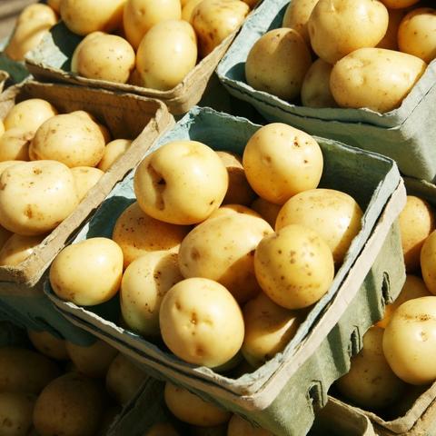 山东土豆最新价格走势分析