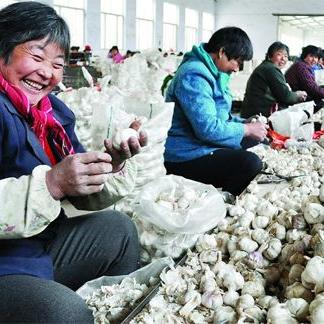 莱芜蒜苔价格走势分析