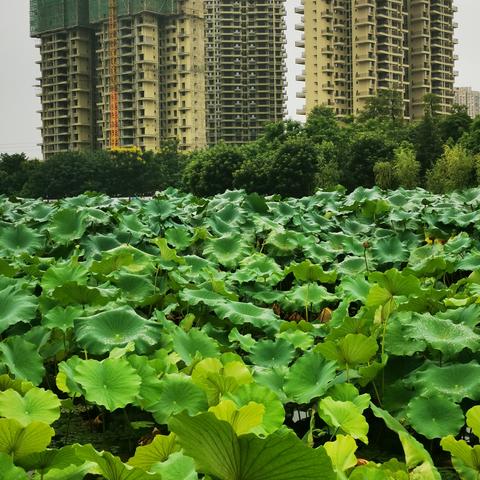 乐至楼盘最新房价走势分析