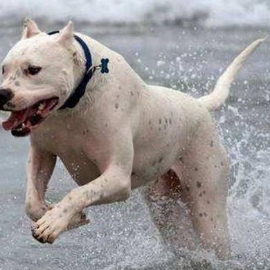 杜高犬打架视频最新分析报告解读