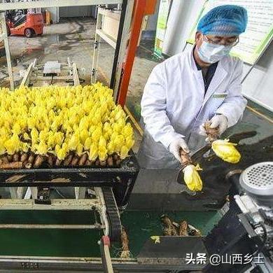 寿光胡萝卜最新价格走势分析