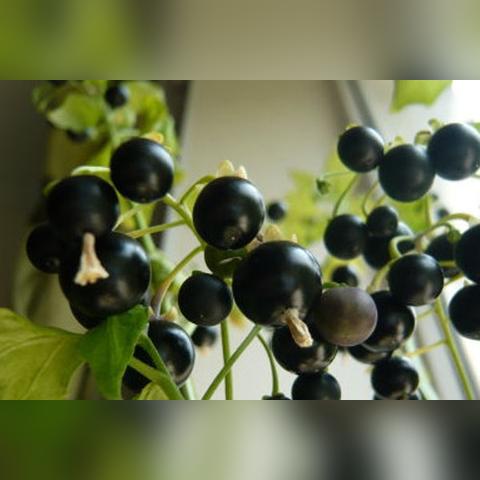 最新黑枸杞辨别及选购指南，科学认识助你挑选优质黑枸杞