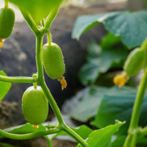 探索未来餐桌，最新特菜品种大盘点