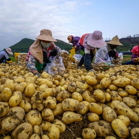 马铃薯价格走势最新分析