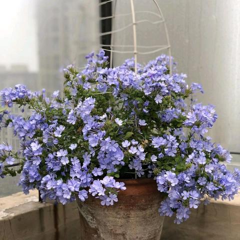 随便花app详解与体验分享