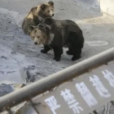 狗熊吃人视频背后的真相与人类责任的反思