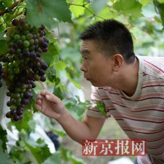 北京大興采育鎮最新動態速遞