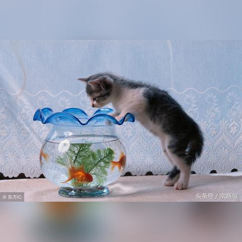 八條魚最新動態深度解析