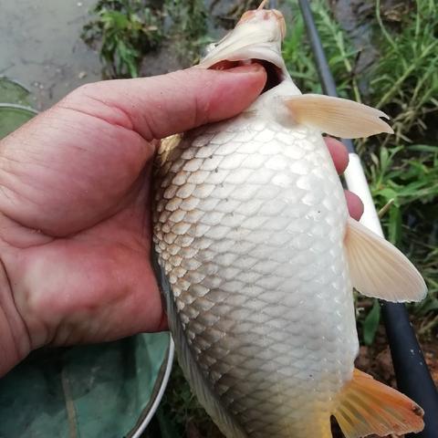 莫小魚釣人新章揭秘，垂釣智慧與策略